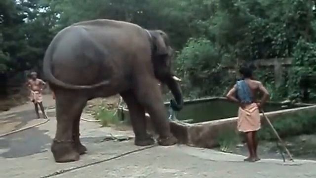 Как пьют слоны смотреть онлайн