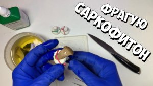 Фрагую саркофитон (лайфхак приращивания) | Морской аквариум