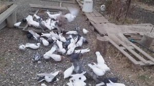 #Astrakhan #Pigeon   Курские голуби Сергея в Астрахани! 16.11.19г