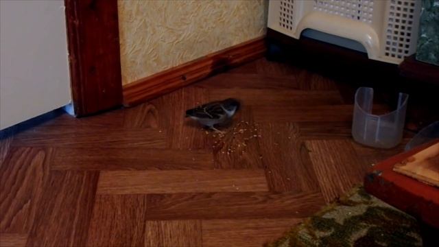Влог | Воробей Тоша - помогайка.