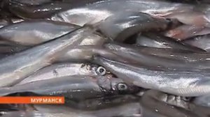 Промысел мойвы проходит успешно