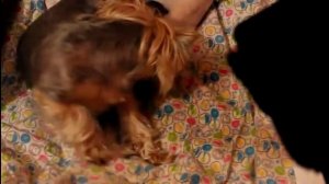 Роды  йоркширского терьера мини