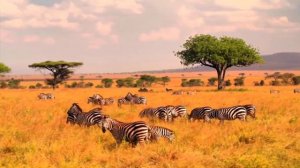 Национальный парк Серенгети, Танзания ??