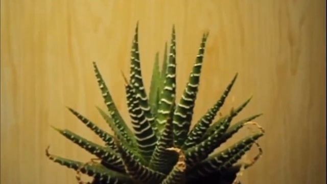 Хавортия Полосатая/Haworthia fasciata-1. Грунт со мхом – чищу, обрезаю, сушу корни смотреть онлайн