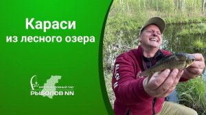 Караси из лесного озера. Проверка новых мест.