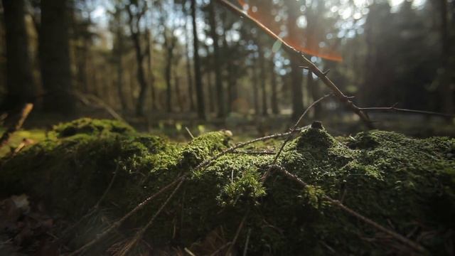 Spirit Voyage 40 Day Global Sadhana: Meditation of the Soul Full Practice Video смотреть онлайн