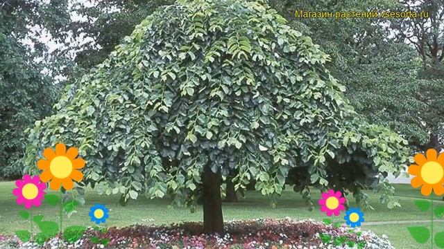 Вяз гладкий Кампердоуни. Краткий обзор, описание характеристик ulmus Camperdownii