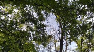Песня певчего дрозда в природе.