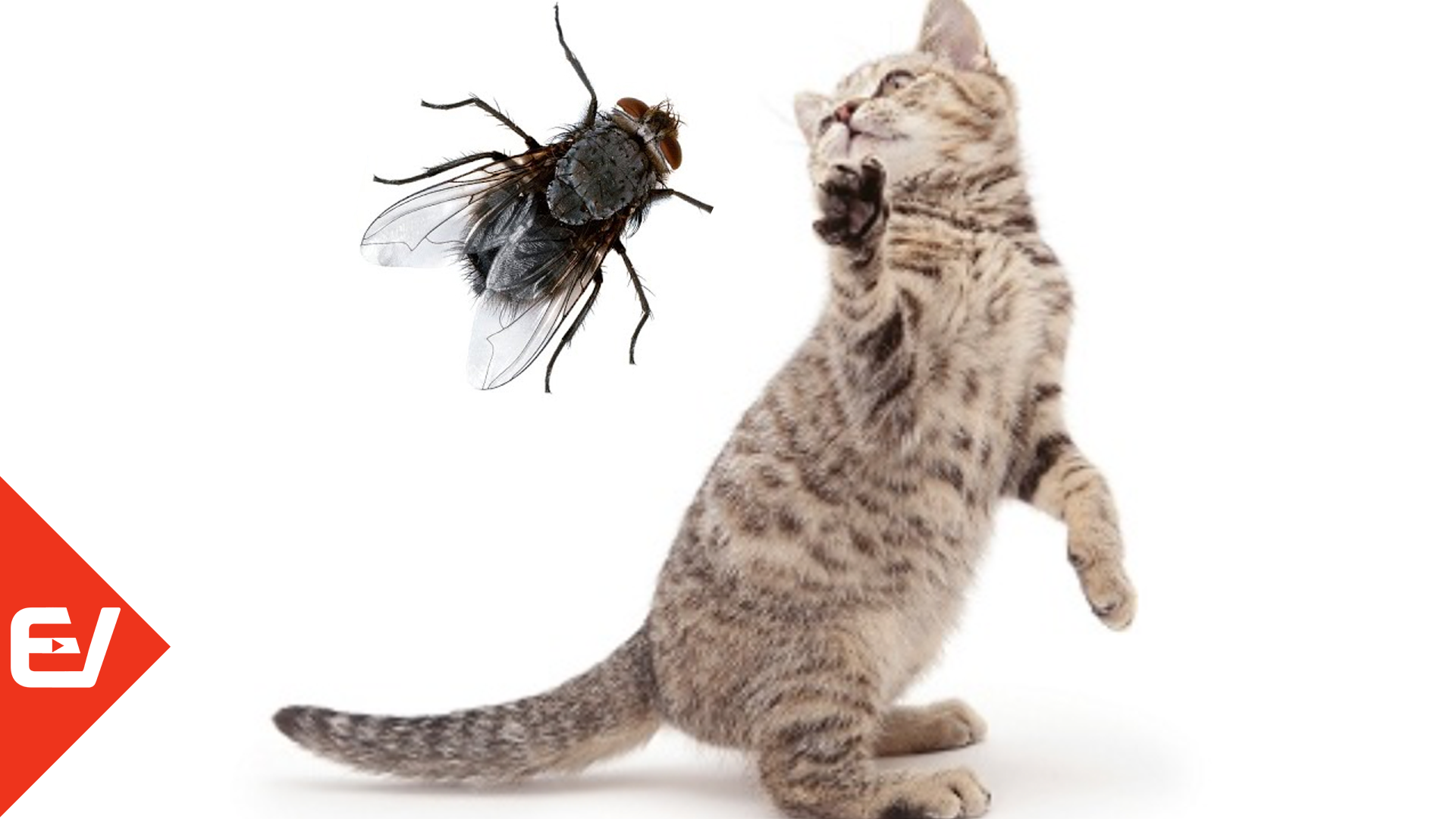 Игры для кошек на телефоне мухи