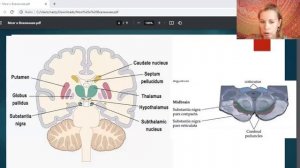 Человек - Микрокосмос. Планеты в строении мозга. Исследования нейробиологов и астрофизиков. Джйотиш