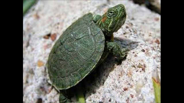 Уход за красноухой черепахой  Водный питомец и как за ним ухаживать