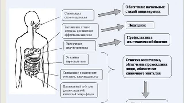 СЛОЖНЫЕ УГЛЕВОДЫ. смотреть онлайн