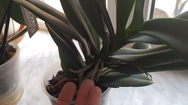 Орхидея "Сакура"за 100гривень. смотреть онлайн