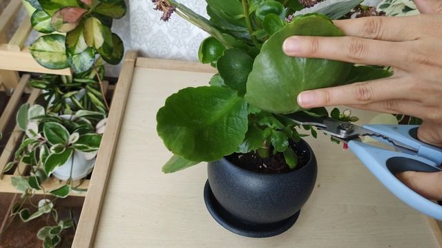 Каланхоэ Блоссфельда. Обрезка после цветения. Как Помочь каланхоэ зацвести. смотреть онлайн
