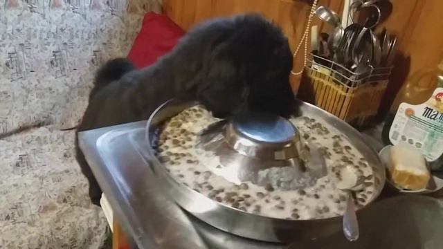 Щенок тибетского мастифа сам о себе позаботился. Тибетские мастифы. Питомник CORLEONIS PLUS.