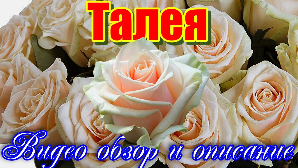 Обильно цветущая чайно -гибридная роза Талея - Talia  (Эквадор)