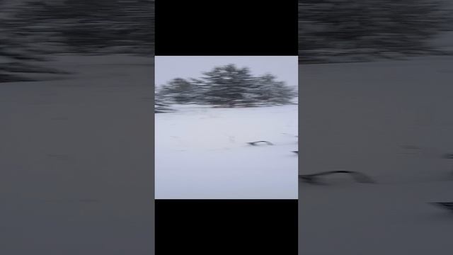 ПОШЛА ВЕСЕЛУХА