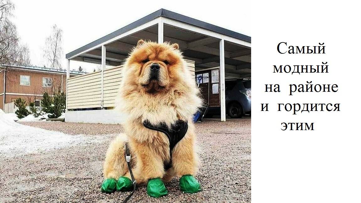 504 Александр Зацепин - Танго (из кф Двенадцать стульев)