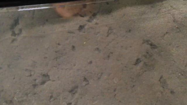 Volkswagen Golf R 7 - замена линз, диодные линзы Expression смотреть онлайн