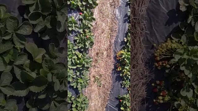 Как победить Фитофтороз на клубнике, возможно ли это!?