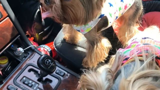 DogVlog: ОТДЫХАЕМ НА ДАЧЕ | ЧТО Я БЕРУ СОБАКАМ С СОБОЙ НА ДАЧУ смотреть онлайн