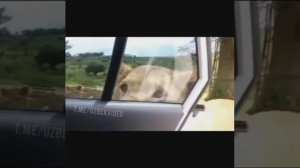 САЛАМ АЛЕЙКУМ АЛЕЙКУМ САЛАМ ТИК ТОК ВИДЕО ПРИКОЛ