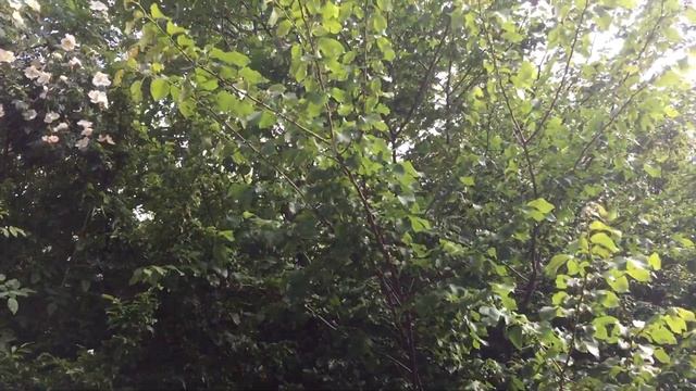 Цветёт  шиповник