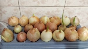 Гидропонная домашняя установка для выращивания зелёного лука "Луковое счастье"