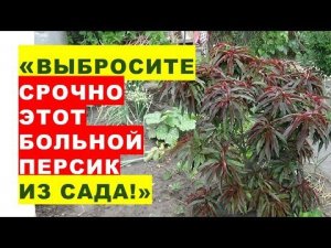 "Выбросите этот больной персик из своего сада!" - возмущенно порекомендовали опытные садоводы