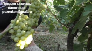Виноград Нельсон -  ранний срок созревания винограда на участке Пузенко Натальи Лариасовны