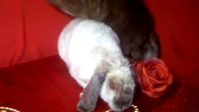 Сатиновые рексы декоративные барашки смотреть онлайн