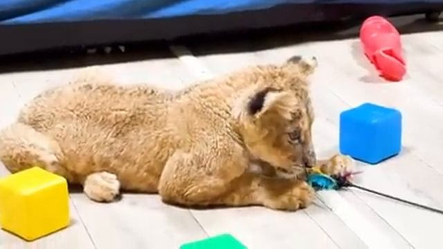 НОВОСТИ ОТ МУЧИТЕЛЕЙ! Кто же сломал рёбра и спину львёнку? Они продали ЗДОРОВОГО! Но не тут то было