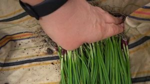 Ялтинский лук. Вырываем рассаду из парников.