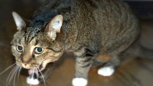 Кот хрипит и тяжело дышит: что делать