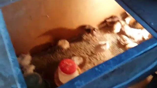 Перепела   мини ферма Грузия  муганло смотреть онлайн