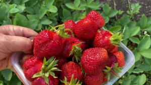 Даренка. Лучший ранний сорт земляники.