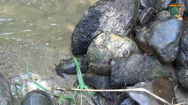 Минералы спутники золота. На ручей за золотом.
