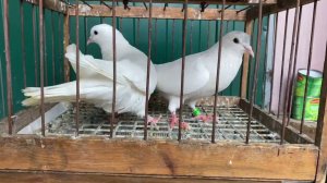 Бакинские голуби ️ Старопородние #Baku Pigeon️