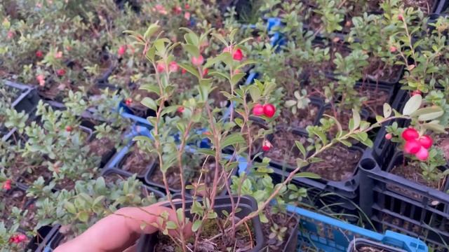 Как растёт наша брусника смотреть онлайн