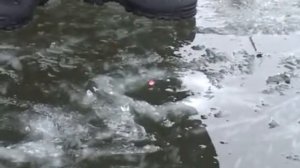 Ловля леща и подлещика по первому льду