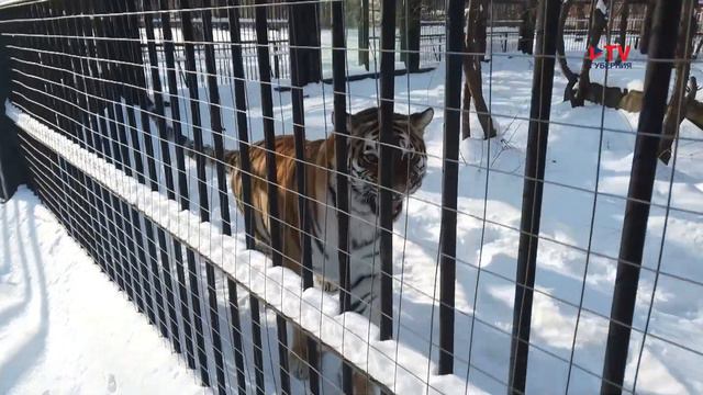 Витаминизация и утепление: как готовятся к зиме обитатели Воронежского зоопарка смотреть онлайн