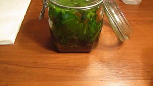 Аквариум в банке Часть 2