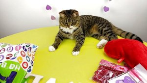 FIX PRICE ПОКУПКИ НА 14 ФЕВРАЛЯ | ДЕНЬ ВАЛЕНТИНА | КОТ ТИГРА ОБЗОР НА ПОДАРОЧКИ