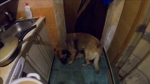 Рыжик в квартире.mp4