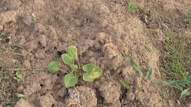 Из трех растений тыкв, два растения выжили смотреть онлайн