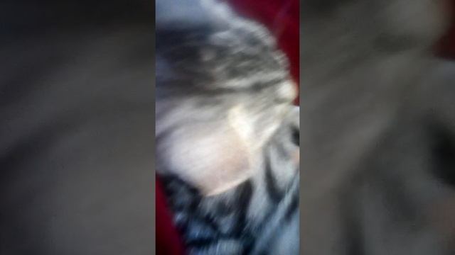 Мы начинаем делать свой канал! (слово удалено) ! Пугливый котёнок Русик, стесняшка кошечка Неженка смотреть онлайн