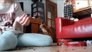 Я ДРЕССИРУЮ СВОЮ ДОМАШНЮЮ БЕЛКУ?—Как я живу с двумя белками в квартире??