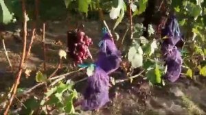 Сорт винограда Сакура и Торнадо на 28 августа 2020 виноградник Щереденкова В. А.