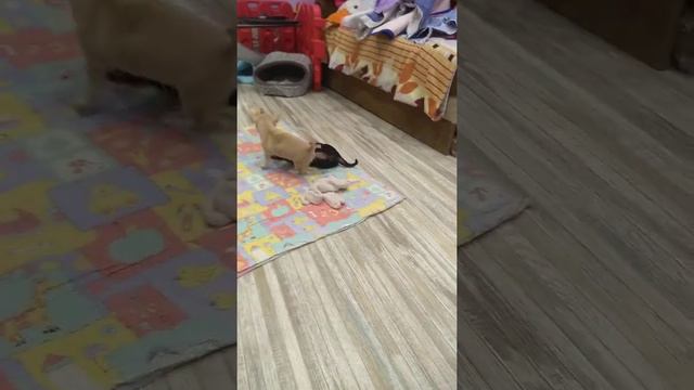 Веселые игры щенков чихуахуа Симферополь продажа