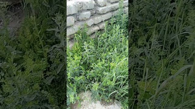 Плиты грузим в камаз савдеповские